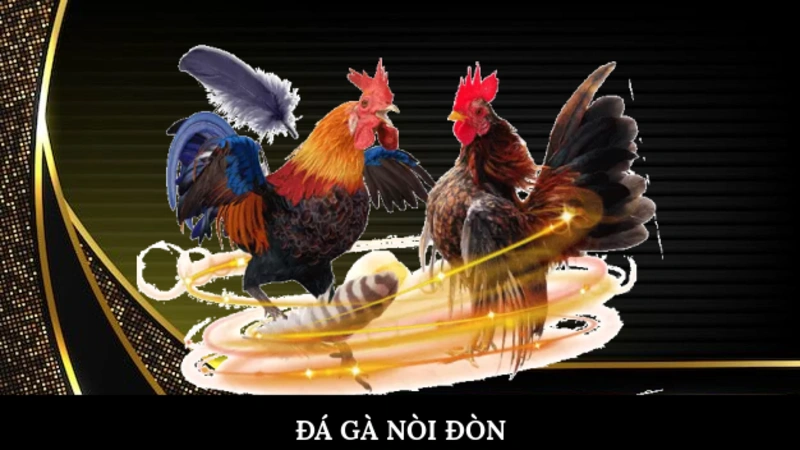 Đá gà nòi đòn
