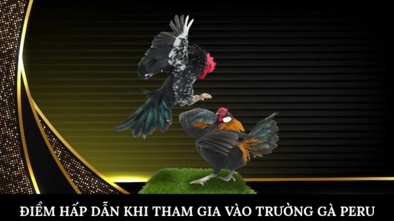Điểm hấp dẫn khi tham gia vào trường gà peru