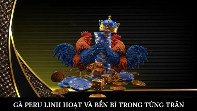 Gà Peru linh hoạt và bền bỉ trong từng trận