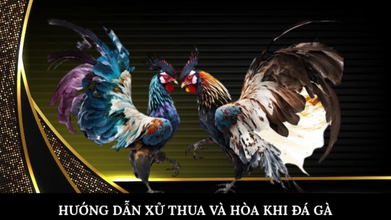 Hướng dẫn xử thua và hòa khi đá gà