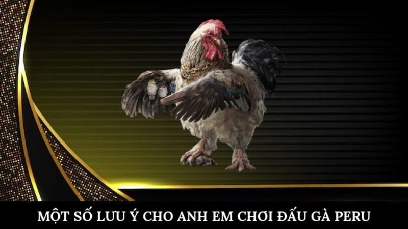 Một số lưu ý cho anh em chơi đấu gà peru